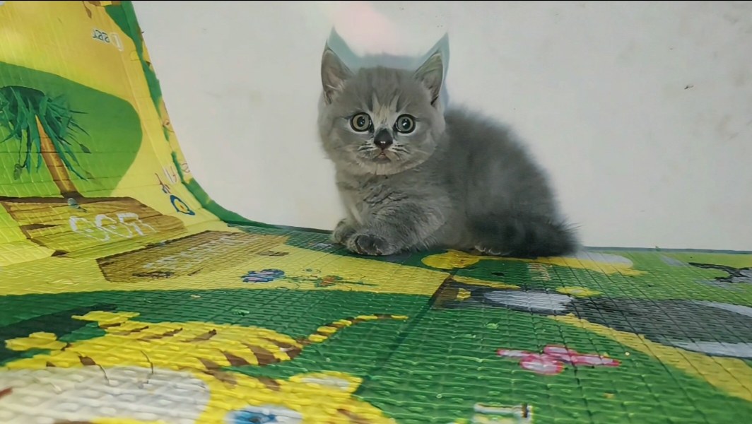 矮脚长毛蓝猫，品相非常好